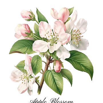 Arkansas State Flower-Apple Blossom