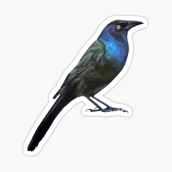Item preview, Grackle Business (no background) designed and sold by Emily Bickell.