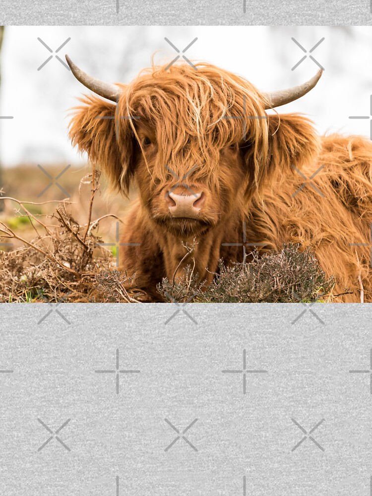 Raspberry Cow Photographic Print for Sale by Jane Stanley