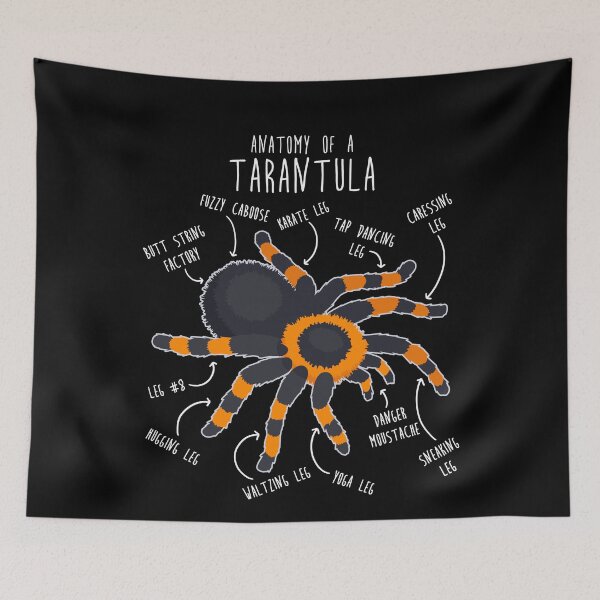 Item preview, Tarantula Anatomy designed and sold by Clara Hollins.