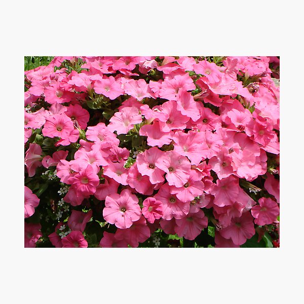 Item preview, Petunias in pink designed and sold by LindaJBazor.