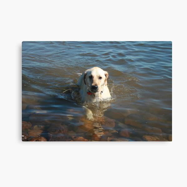 Water-dog. Canvas Print