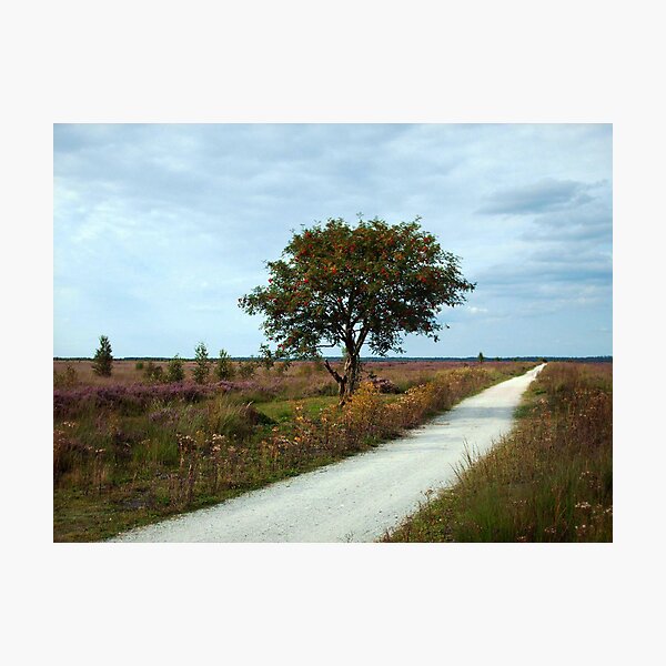 Fochteloerveen in Summer Photographic Print