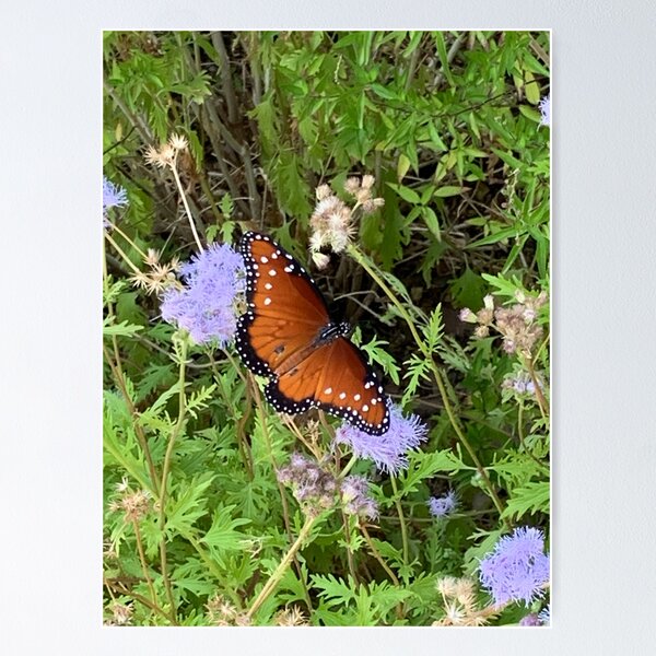 Butterfly on purple wildflower Poster