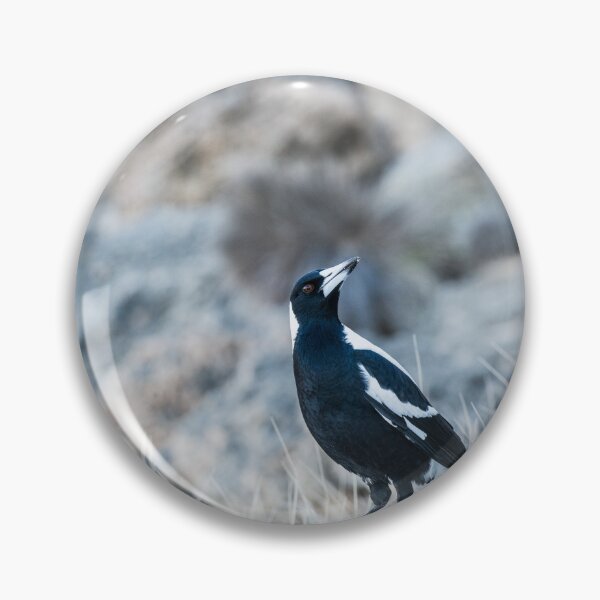 Item preview, Magpie on Rocks at Portsea Back Beach, Mornington Peninsula designed and sold by Liza Clements Photographic.