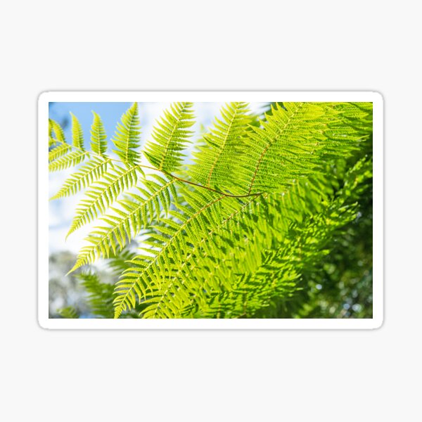 Item preview, Ferns, Mount Dandenong designed and sold by Liza Clements Photographic.