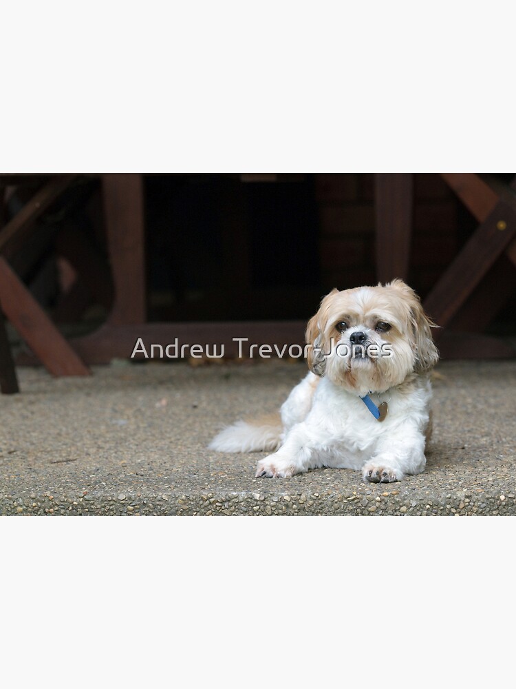 Harry On The Verandah by andrewtj