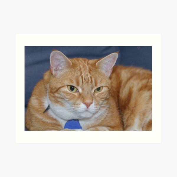 Angus Art Print