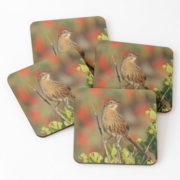 Item preview, Cape Grassbird,  designed and sold by Zoeljartwork.