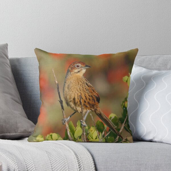 Item preview, Cape Grassbird,  designed and sold by Zoeljartwork.