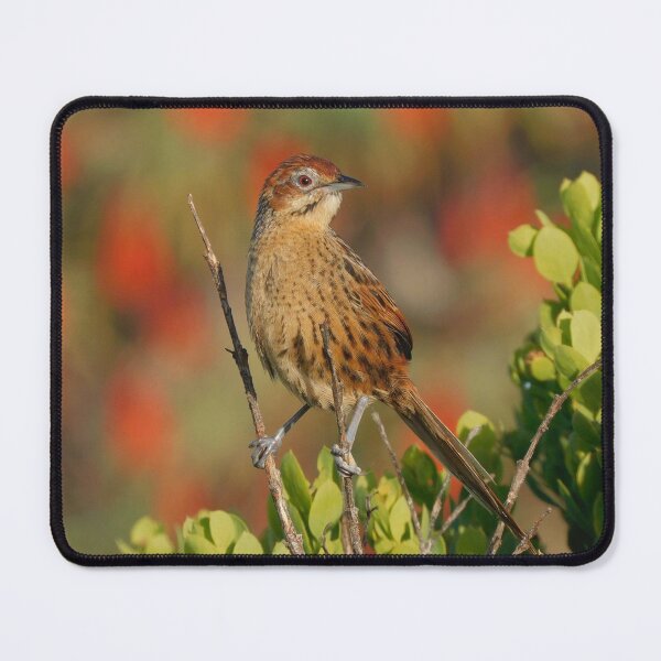 Item preview, Cape Grassbird, designed and sold by Zoeljartwork.