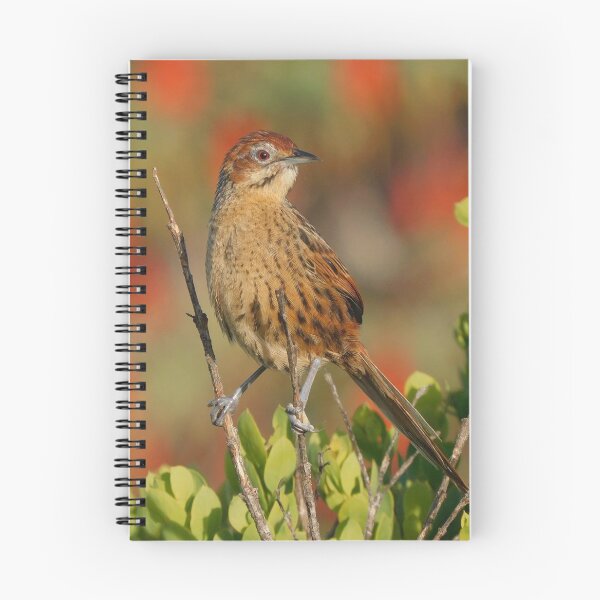 Item preview, Cape Grassbird,  designed and sold by Zoeljartwork.
