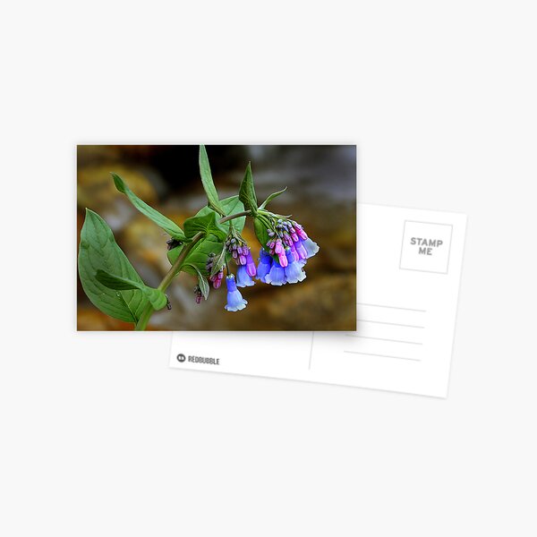 Blue Bells Postcard