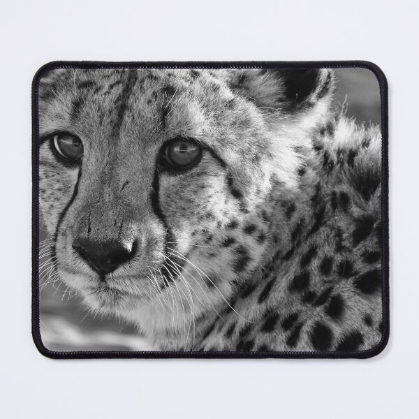 Item preview, Head cheetah in Namibia designed and sold by Photopat.