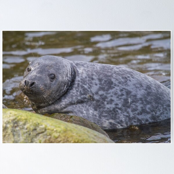 Item preview, Grey Seal Cub designed and sold by Jonathan Lundkvist.