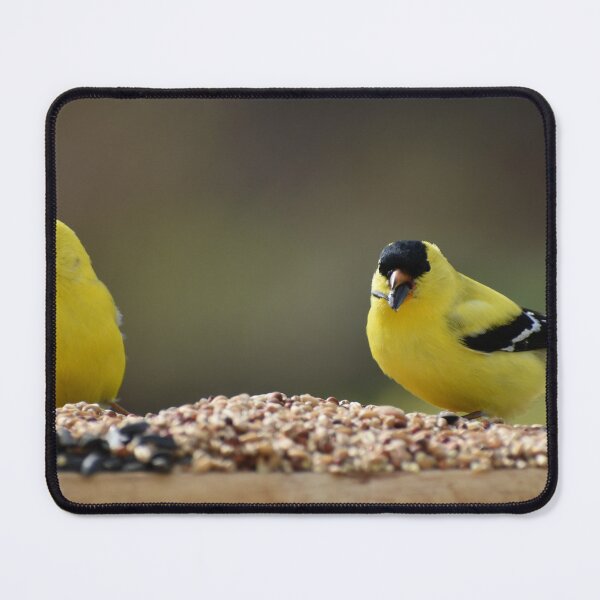 Item preview, Goldfinches at the garden feeder designed and sold by Claude Laprise.