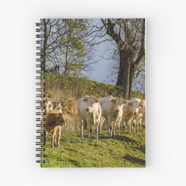Item preview, Brown and white cows on the sun, calm and tranquil pasturage, Pyrenees, France designed and sold by Alexander Sorokopud.