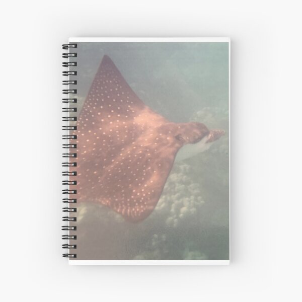 Artikel-Vorschau von Gefleckter Adlerrochen über Korallen, designt und verkauft von Nature Photography by Wendi Gordon.