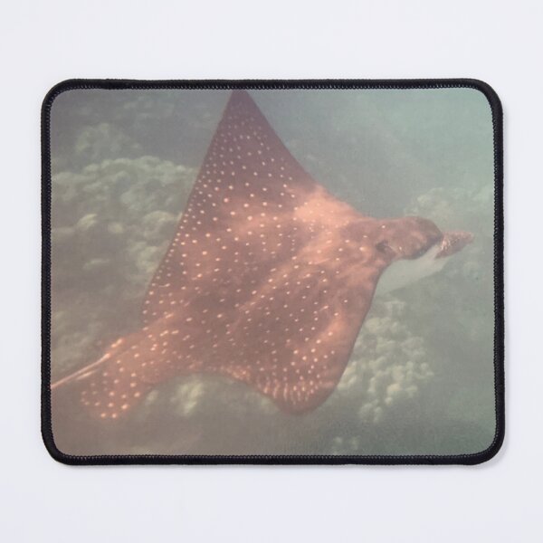 Item preview, Spotted eagle ray above coral designed and sold by Nature Photography by Wendi Gordon.