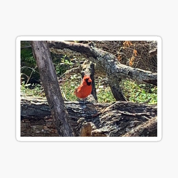 Cardinal surrounded by tree branches Sticker