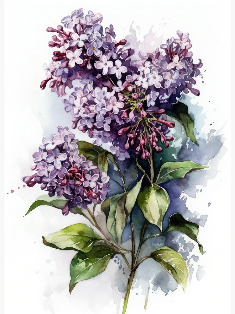 Lilac Flower Prints