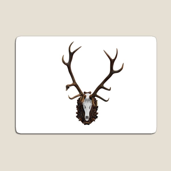 Deer skull with big horn hunting trophy isolated
