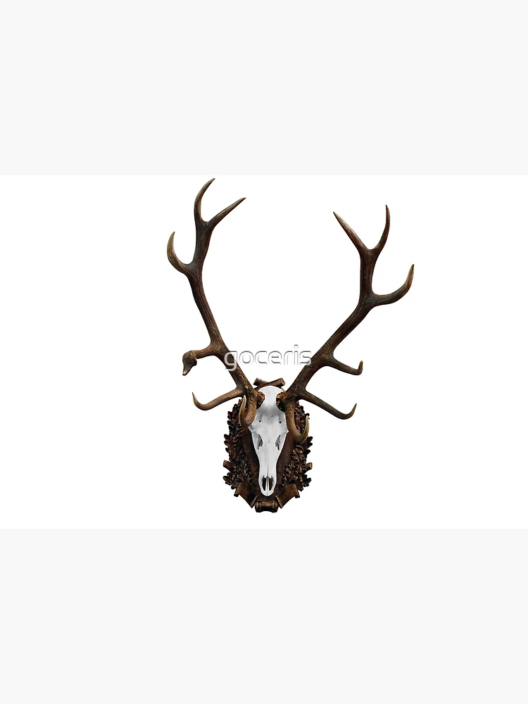 Deer skull with big horn hunting trophy isolated