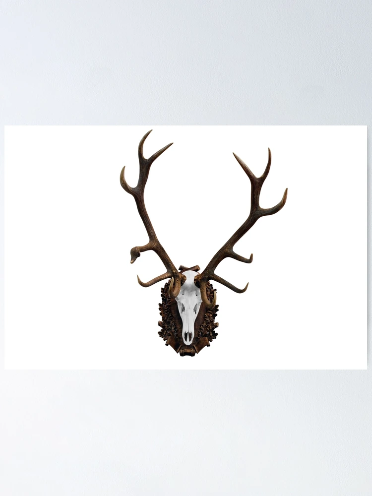 Deer skull with big horn hunting trophy isolated