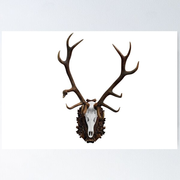 Deer skull with big horn hunting trophy isolated