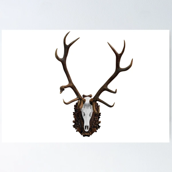 Deer skull with big horn hunting trophy isolated