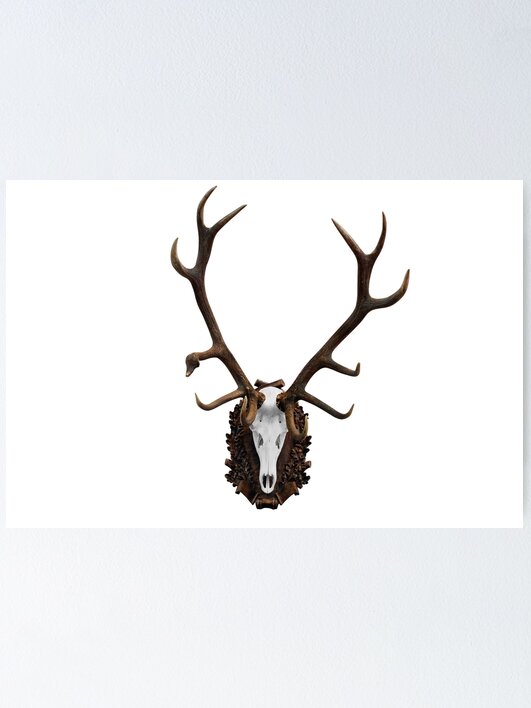 Deer skull with big horn hunting trophy isolated