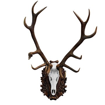 蝦夷鹿hunting trophy（deer skull） Deer skull with big horn hunting trophy isolated