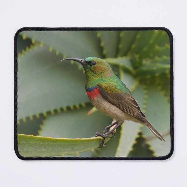 Item preview, Southern Double-collared Sunbird designed and sold by Zoeljartwork.