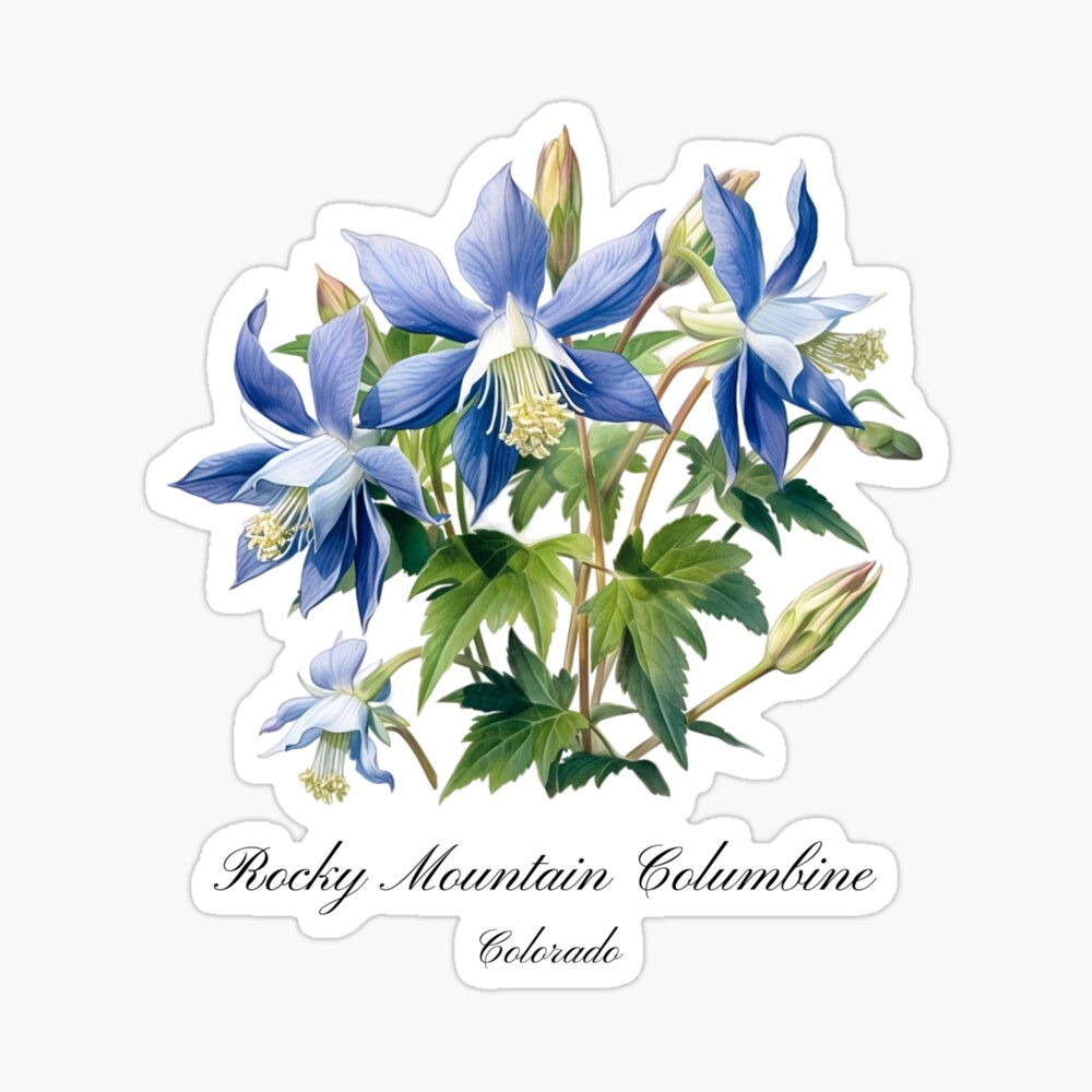 1,000+ Columbine Flower Stock Illustrations, Royalty-Free Vector Graphics &  Clip Art - iStock | Columbine flower white background, Columbine flower  line drawing