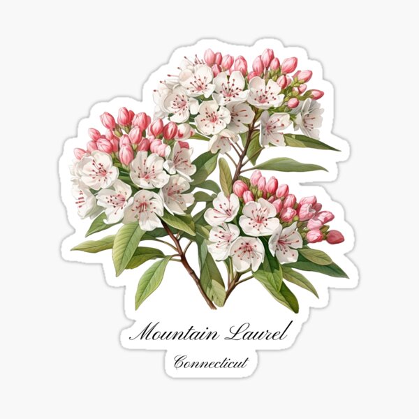 Item preview, Connecticut State Flower-Mountain Laurel designed and sold by Counterbalance Dzigns.
