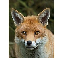 "Red Fox portrait" by GrahamCSmith | Redbubble