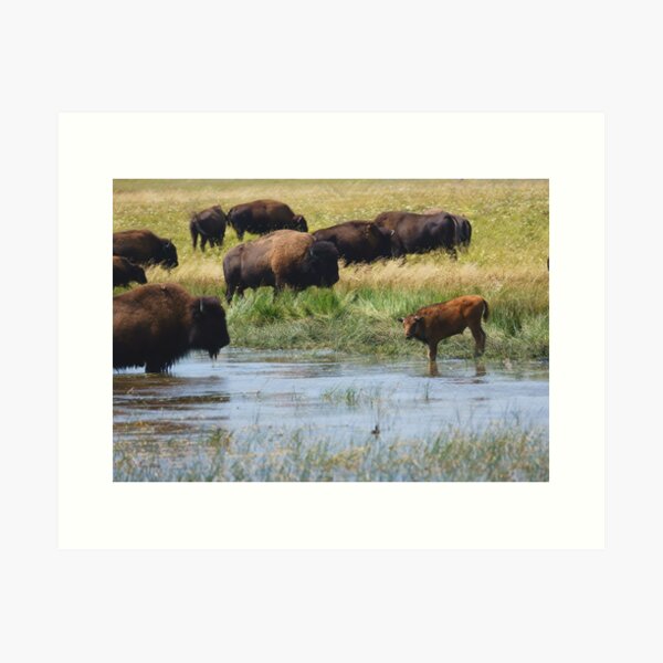 Item preview, Bison Herd by a Lake with Calf  designed and sold by Vivar Photo.