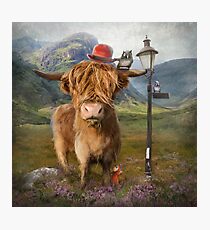 "Highland Cow" Photographic Print