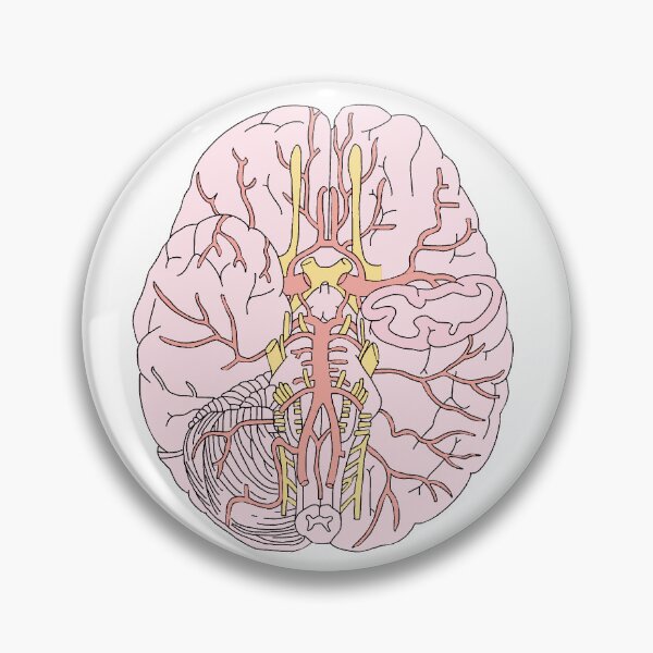 Item preview, Circle of Willis designed and sold by Chironotetaking.