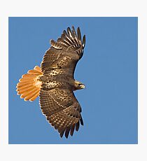 Red-Tailed Hawk Photographic Print