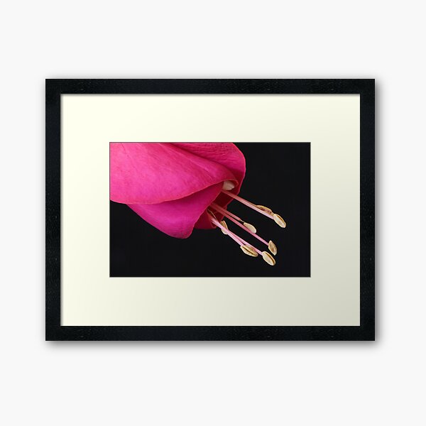 Item preview, Fuschia designed and sold by Claire  Farley.