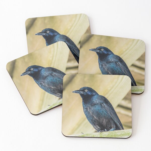 Item preview,  Boat-tailed Grackle designed and sold by KensLensDesigns.
