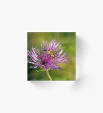 A Hoverfly on Greater Knapweed Acrylic Block