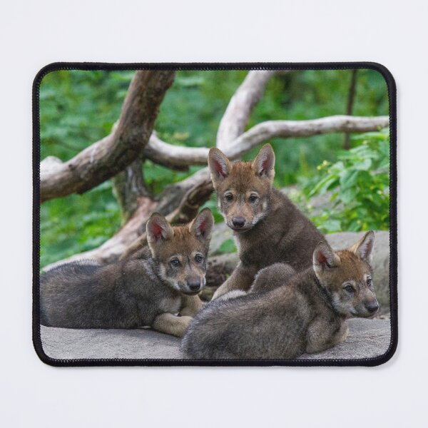 Item preview, Wolfcubs designed and sold by Jonathan Lundkvist.