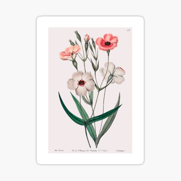 Vintage Dark-Eyed Viscaria Botanical Illustration | P331 Sticker