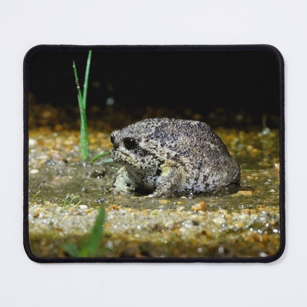 Item preview, Cape Rain Frog designed and sold by Zoeljartwork.