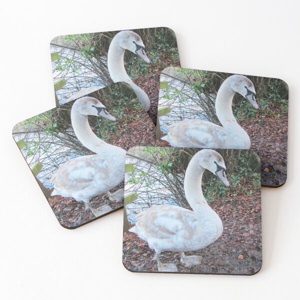 Item preview, Half Grown Cygnet, Highworth, Wiltshire designed and sold by lezvee.