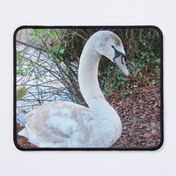 Item preview, Half Grown Cygnet, Highworth, Wiltshire designed and sold by lezvee.