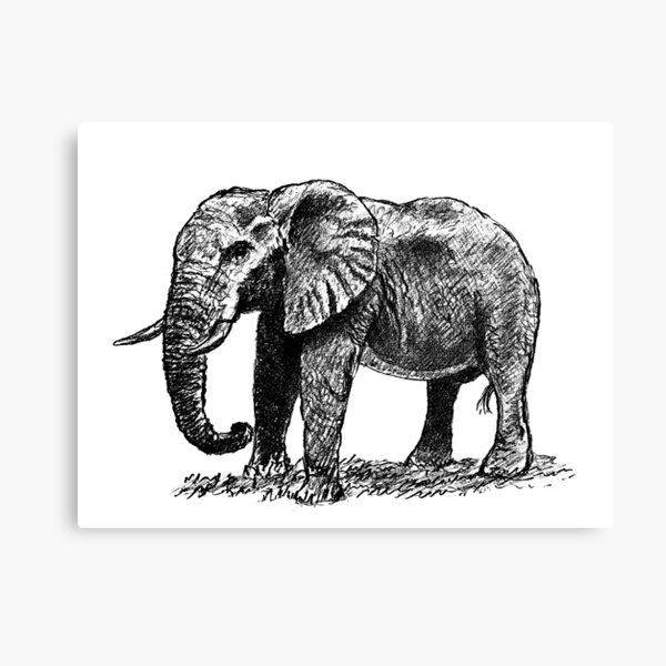 Elephant Canvas Print