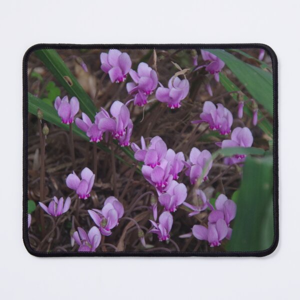 Item preview, Wild Cyclamen - Cyclamen persicum designed and sold by lezvee.